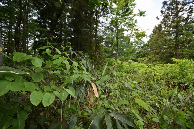 長野県土地nozawa-onsen野沢温泉村