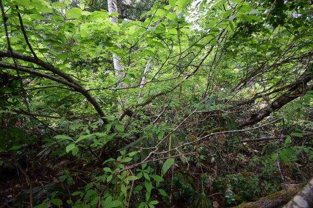 長野県土地nozawa-onsen野沢温泉村