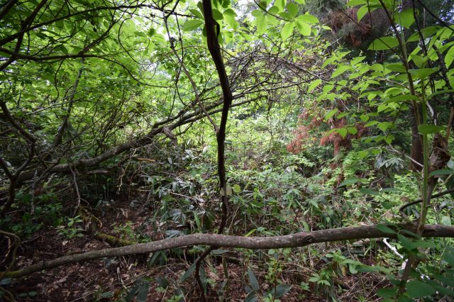 長野県土地nozawa-onsen野沢温泉村
